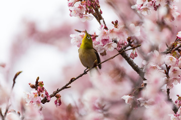 The Japanese White eye.The background is winter cherry blossoms. Located in  Tokyo Prefecture Japan.