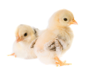 Fototapeta premium chick serama in studio