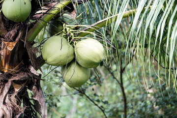 Coconut on coconut tree