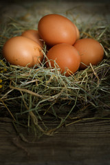 fresh eggs in a nest.