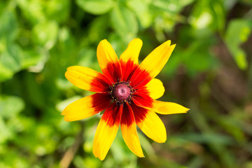 bright yellow flower with maroon red heart on a warm summer day in the garden close-up