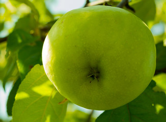 ripe juicy bright green apple ripening on the tree in the garden at a short distance