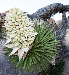 Joshua Tree flower on leaning tree at Joshua Tree National Park