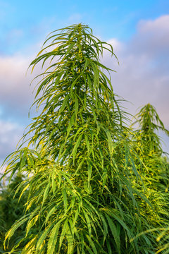 Natural cannabis plants