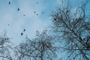 birds waxwings on branches