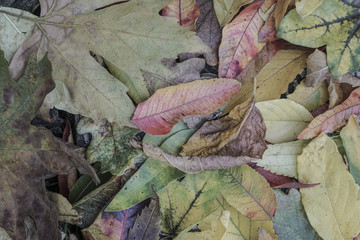 Dried autumn leaves
