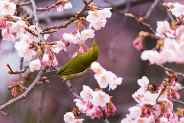 The Japanese White eye.The background is winter cherry blossoms. Located in  Tokyo Prefecture Japan.