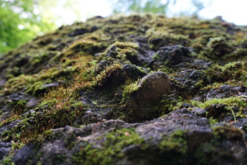 Moss on a tree bark