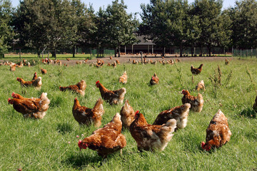 Free range chicken in pasture. Farming. Poultry. Netherlands. Chicken pecking in the grass. © A