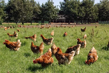 Rolgordijnen Free range chicken in pasture. Farming. Poultry. Netherlands. Chicken pecking in the grass. © A