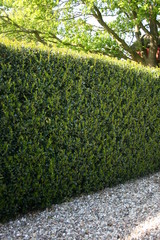 Ilex aquifolium Hecke
