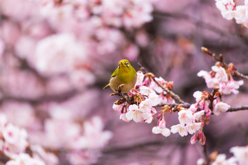 The Japanese White eye.The background is winter cherry blossoms. Located in  Tokyo Prefecture Japan.