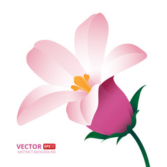 Spring flower isolated on white background. Vector illustration.