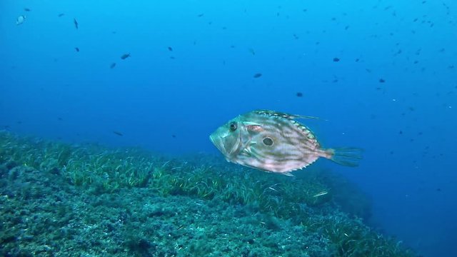 Underwater marine life John dory fish scuba diving in the Mediterranean Sea