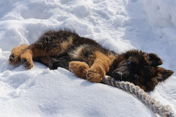 Cute active playful puppy of german shepherd dog plays with a rope