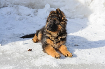 Naklejka premium Cute three-month puppy of purebred german shepherd dog looks attentively aside