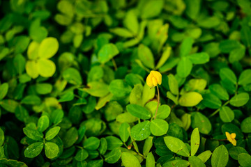 Obraz premium Pinto Peanut plant, Small yellow flower