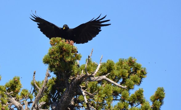 Oiseau Chouca open wings