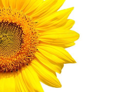 sunflower on white background