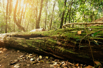 dry tree trunk on the ground cover with moss