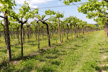 Fototapeta na wymiar Vineyards in the Valpolicella region in Italy
