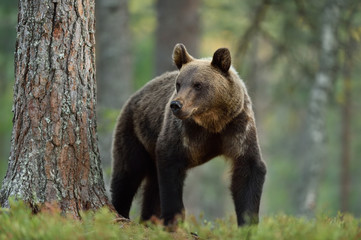 Plakat Brown bear (ursus arctos) in a forest. Grizzly in a forest.