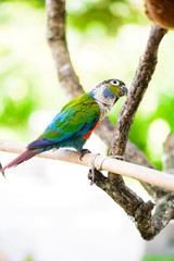 Parrot, Colorful parrot, Macaw Parrot, Colorful macaw