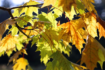 Beautiful yellow foliage of autumn maple