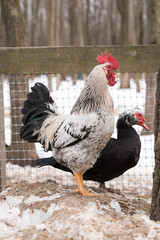 Rooster on the bird's yard in the village © zheltobriukh