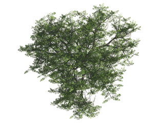 Green tree isolated on white background, top view, 3 d render