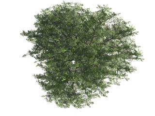 Green tree isolated on white background, top view, 3 d render