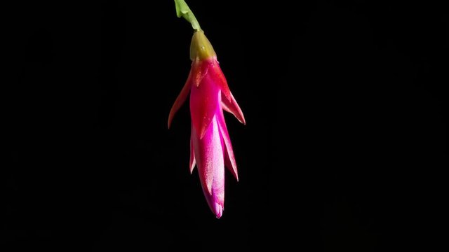 Expands red cactus flower Schlumbergera on a black background.