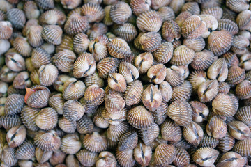 Seafood. Close up of raw mollusk in shells on the market.