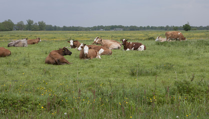 Cows resting in Dutch meadows. Typical Dutch landscape. Ruminating cows.