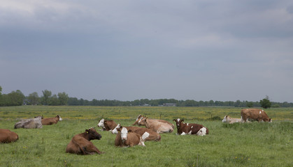 Cows resting in Dutch meadows. Typical Dutch landscape. Ruminating cows.
