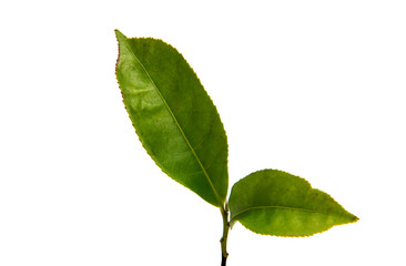 green tea leaf