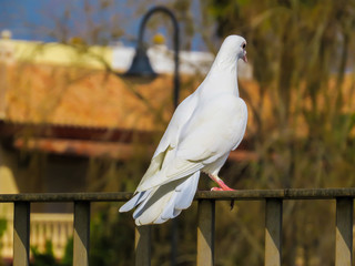 white pigeon on beautiful background