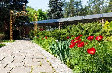 Tulips in the garden, landscape design.
