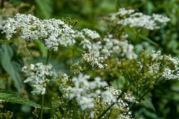 Blooming hemlock closeup with blurred background