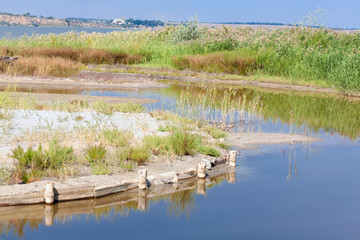 ponds and reed