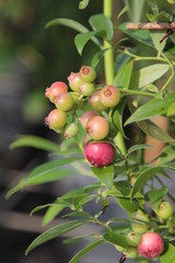 Heidelbeere Vaccinium corymbosum Pink 14