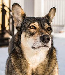 dog