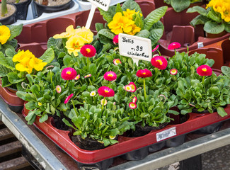 Bellis Gänseblümchen