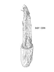 Baby corn . hand drawn , sketch line art vector.