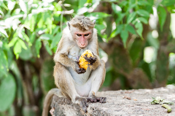 Macaca sinica on the rocks of the Golden Temple, Dambulla.