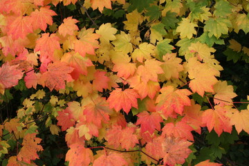 Naklejka na ściany i meble Closeup of a group of autumn maple leaves in green, yellow and orange color in outdoor background