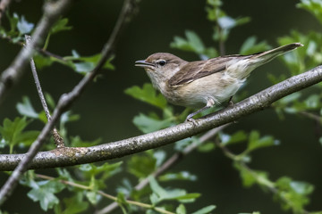 Gartengrasmücke (Sylvia borin)