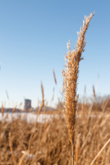 Seedy reed stalks