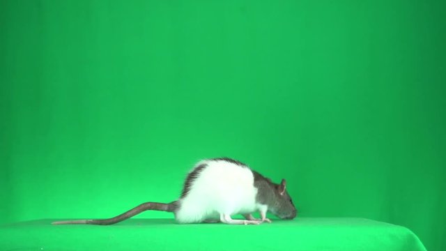 rat stands on his hind legs on  green background