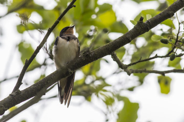 Rauchschwalbe (Hirundo rustica)